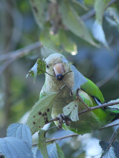 Monl Parakeet - Myiopsitta monachus